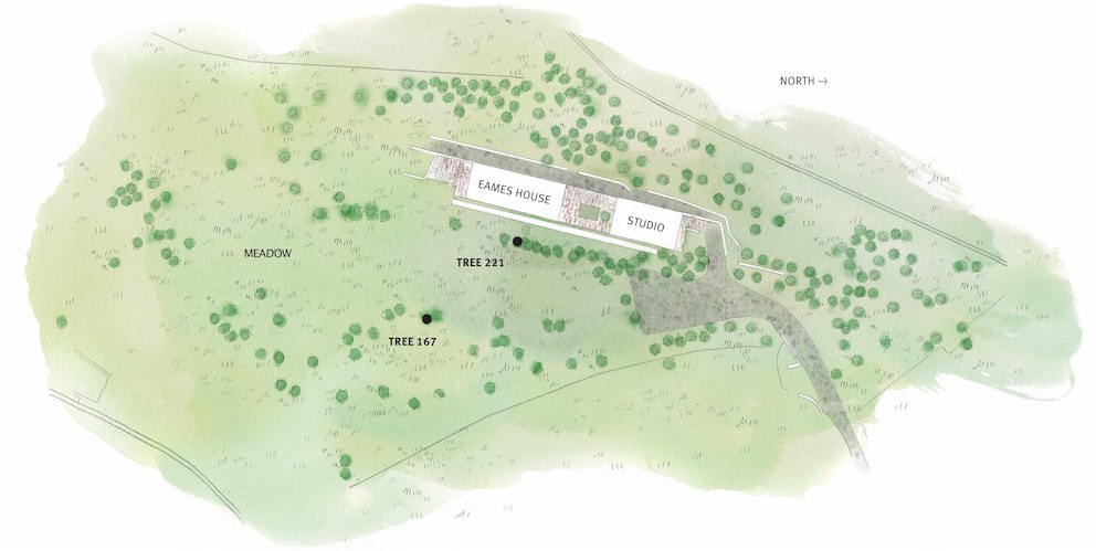 A watercolor map of the Eames House property that indicates the location of the two trees felled and their relationship to the house and studio. A watercolor map of the Eames House property that indicates the location of the two trees felled and their relationship to the house and studio.